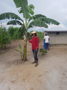 Agriculture in Mpanoka, DRC