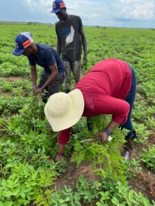 Women tending crops with Light Up a Village founder, Mpanoka, DRC