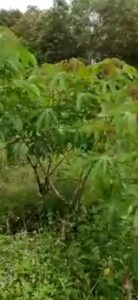 Cassava farm in Mpanoka, Congo