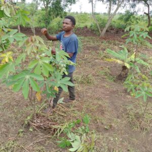 Harvesting cassava leaves for market in Mpanoka, Congo