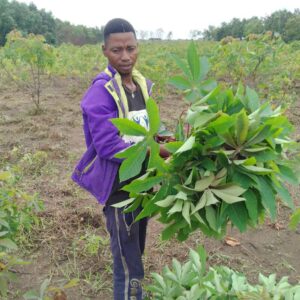 Harvesting cassava leaves for market in Mpanoka, Congo