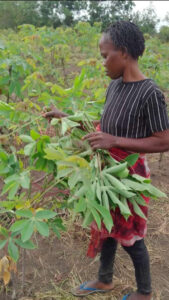 Harvesting cassava leaves for market in Mpanoka, Congo