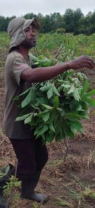 Harvesting cassava leaves for market in Mpanoka, Congo