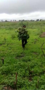 Harvesting cassava leaves for market in Mpanoka, Congo