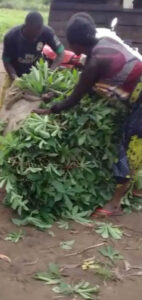 Preparing cassava leaves for market