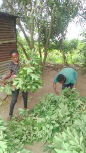 Preparing cassava leaves for market Mpanoka, Congo