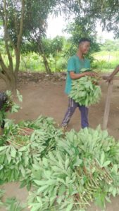 Preparing cassava leaves for market Mpanoka, Congo