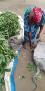Preparing cassava leaves for market Mpanoka, Congo