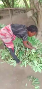 Preparing cassava leaves for market Mpanoka, Congo