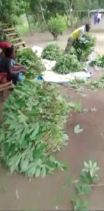 Preparing cassava leaves for market Mpanoka, Congo
