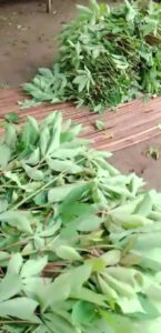 Preparing cassava leaves for market Mpanoka, Congo