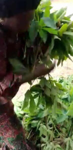 Preparing cassava leaves for market Mpanoka, Congo