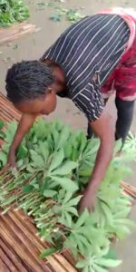 Preparing cassava leaves for market Mpanoka, Congo